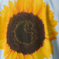 Carhartt | S/S SUNFLOWER T-SHIRT { BLUE